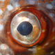 Image for article titled Behold The First Fully Warm-Blooded Fish Known To Science